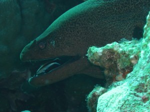 1275475954_Shaab Malahi (41)