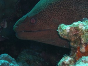 1275475954_Shaab Malahi (42)