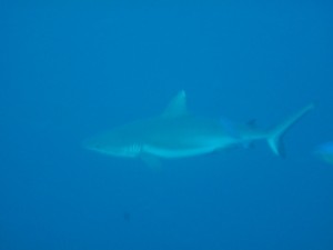 1338322462_IMG_1958