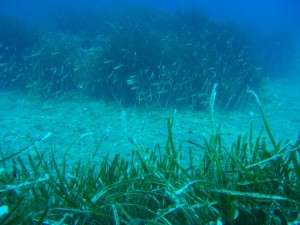 1248088555_framura 037