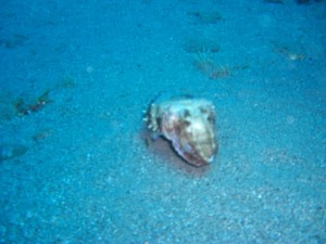 1248088572_framura 041