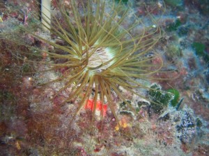 1248088580_framura 043