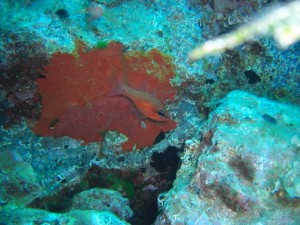 1248088590_framura 044