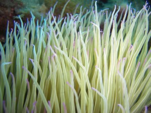 1248088613_framura 050