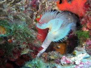 1248088628_framura 052