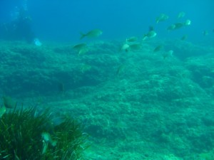 1248088644_framura 054