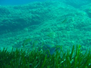 1248088654_framura 055