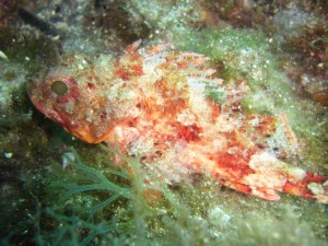 1248088701_framura 064