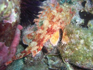 1248088709_framura 065