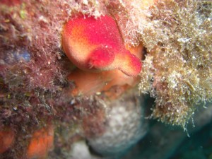 1248088727_framura 068