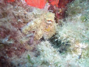 1248088748_framura 073