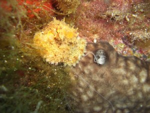 1248088762_framura 074