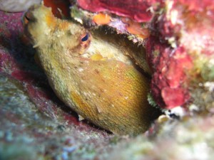 1248088786_framura 079