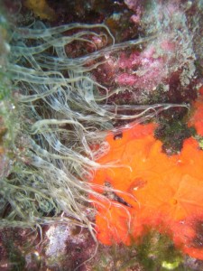 1248088805_framura 080