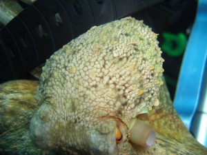 1248088820_framura 083