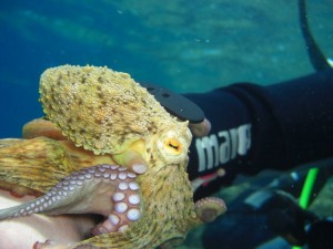 1248088835_framura 085