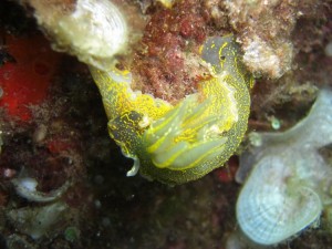 1248088842_framura 087