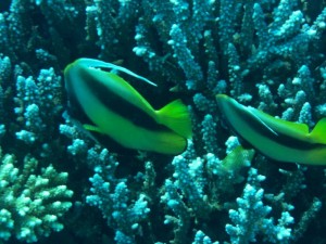 1211726757_urghada 2008 015