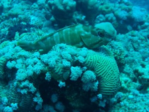 1211726757_urghada 2008 017