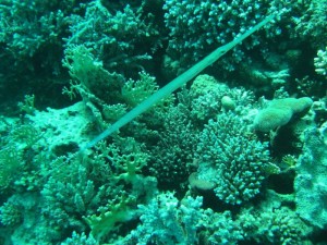 1211726757_urghada 2008 018