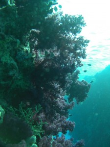 1211726758_urghada 2008 028