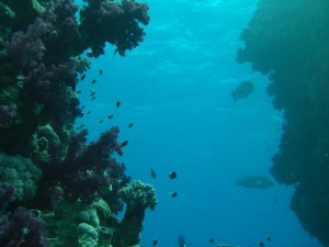 1211726758_urghada 2008 029