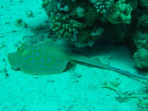 1211726758_urghada 2008 031