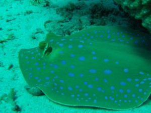 1211726759_urghada 2008 032