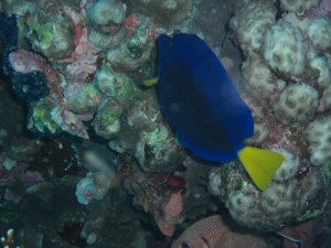 1211726759_urghada 2008 037