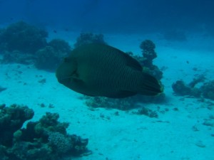 1211726759_urghada 2008 040