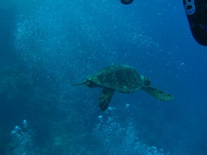 1211726760_urghada 2008 056