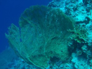 1211726760_urghada 2008 057