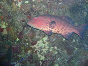 1211726761_urghada 2008 063