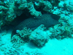 1211729823_urghada 2008 069