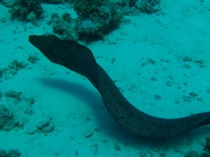 1211729824_urghada 2008 072