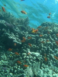 1211729825_urghada 2008 081