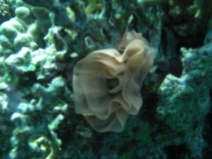 1211729825_urghada 2008 084