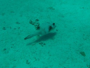 1211729825_urghada 2008 086