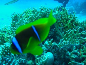 1211729825_urghada 2008 087