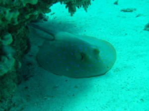 1211729825_urghada 2008 088