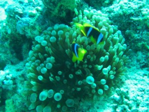 1211729826_urghada 2008 091