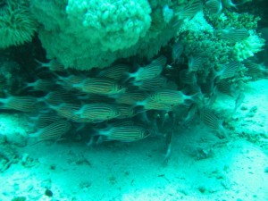 1211729827_urghada 2008 093