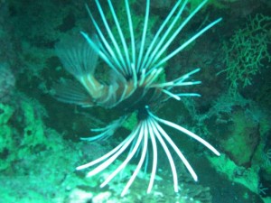 1211729828_urghada 2008 094