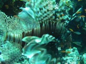 1211729829_urghada 2008 100