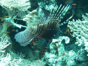 1211729829_urghada 2008 101