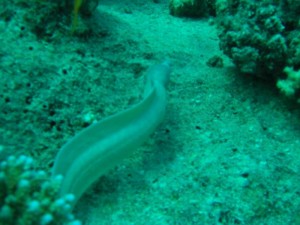 1211729830_urghada 2008 103