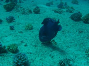 1211729830_urghada 2008 104