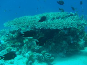 1211729830_urghada 2008 105