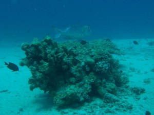 1211729831_urghada 2008 109