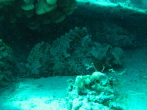 1211729831_urghada 2008 114